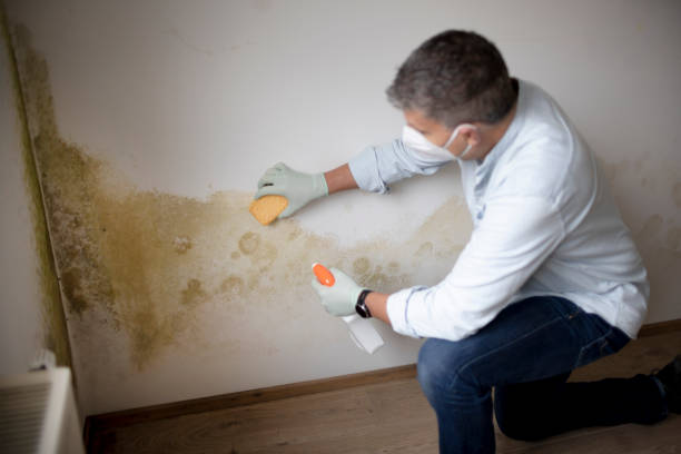 Professional Mold Removal in Auburn, NY